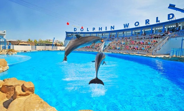 Delfinarium - Dolphin Show w Hurghadzie